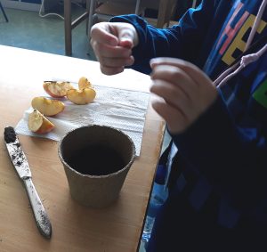 Um aluno aperta entre os dedos uma semente de maçã para colocar dentro de um vaso com terra.