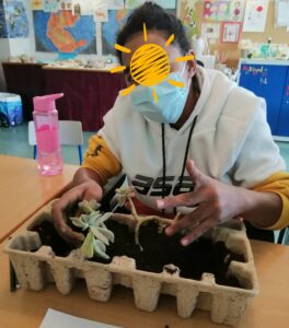 Um aluno a plantar e a decorar o seu canteiro.