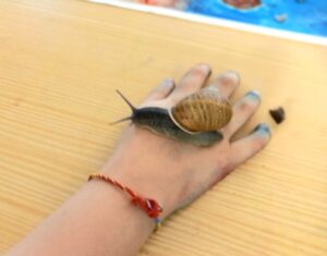 O caracol a passear sobre as mãos de um aluno.