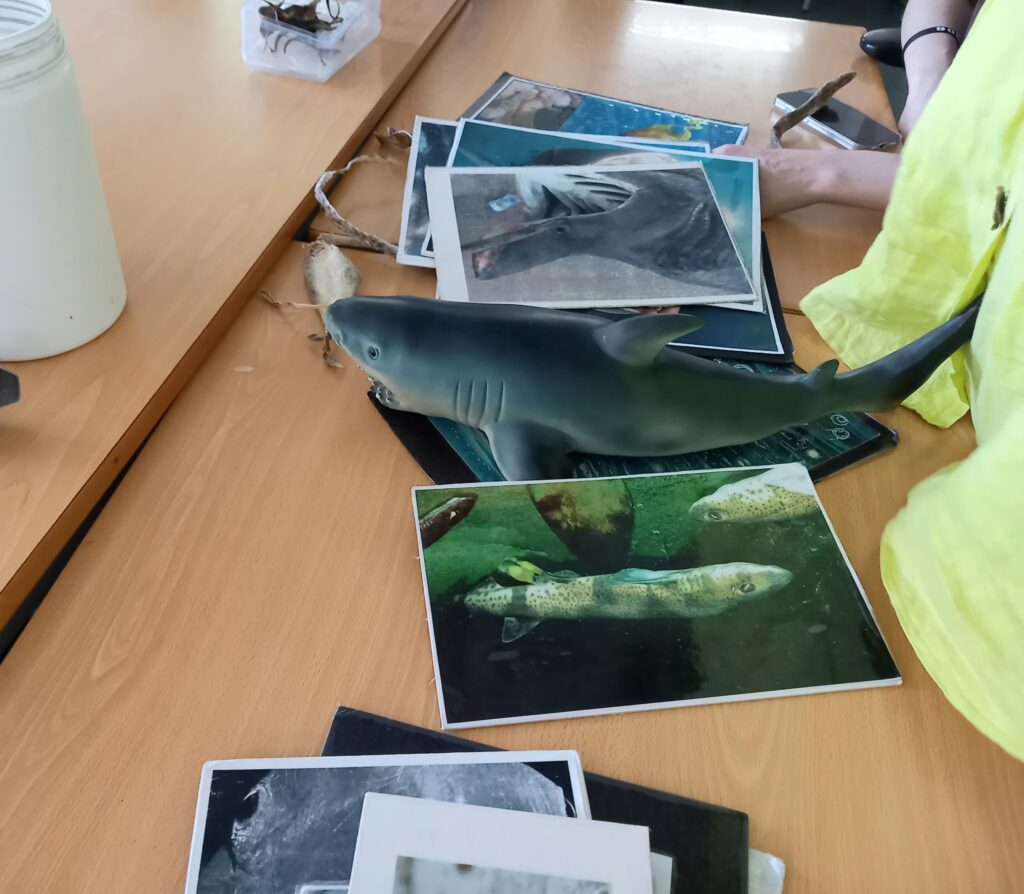 Fotos de animais marinhos
